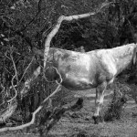 Artystyczne zdjęcie konia