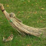 Lodi Garden - scena z życia wiewiórek