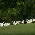 Lodi Garden - chipsy przyszły