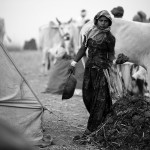 Dziewczyna zbierająca krowie kupy