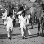 Pushkar Camel Fair 2011