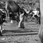 Pushkar Camel Fair