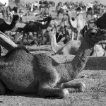 Pushkar Camel Fair