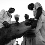 Kolczykowane wielbłądów