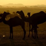 Pushkar Camel Fair 2011