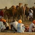 Pasterze i wielbłądy