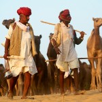 Pushkar Camel Fair, wielbłądy wracające do domu