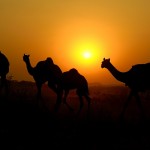 Wielbłądy wracające do wioski