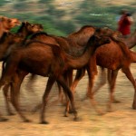 Wielbłądy wracające do wioski