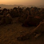 Pushkar Camel Fair