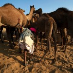 Pushkar Camel Fair