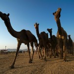 Pushkar Camel Fair, wielbłądy wracające do domu