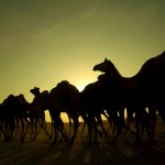 Wielbłądy wracające do wioski
