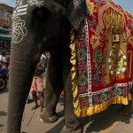 Słoń (jakby ktoś nie widział jak wygląda)