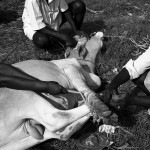 Pakowanie krowy na prezent