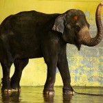 Kanchipuram, Kamakshi Amman Temple - słoń po kąpieli