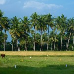 Palmy w Avaram Palayam obok Sripuramu