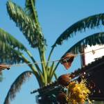 Konkurs rozbijania garnków z zawiązanymi oczami