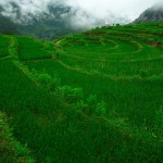 Tarasy ryżowe w Bingzhongluo