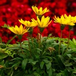 Kwiatki w Green Lake Park