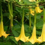 Green Lake Park, bieluń dziędzierzawa