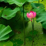 Kunming, Green Lake Park