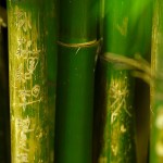 Kunming, Green Lake Park