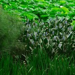 Kunming, Green Lake Park