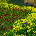 Kunming, Green Lake Park