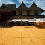 Menghan, Dai Theme Park, suszenie kukurydzy