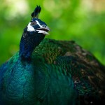 Menghan, Dai Theme Park